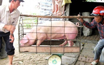 Giá lợn, gà chạm đáy, ngành nông nghiệp "tắc" tứ bề