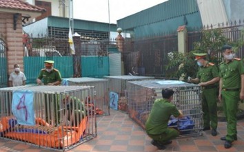 Video: Công an Nghệ An đột kích trại hổ ẩn giấu trong nhà dân