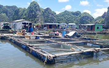 Hải Phòng: Tháo dỡ lồng bè, dân lo ế 6.000 tấn thủy sản