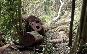 Gia Lai: 7 cây gỗ hương bị đốn hạ khi nhân viên bảo vệ rừng đi cách ly