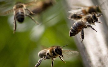 Sơ tán sân ga tàu điện vì đàn ong "khủng" tấn công