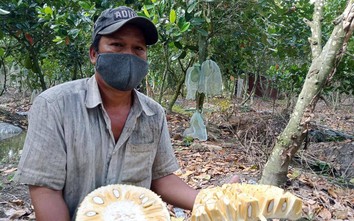 Xoài, nhãn, mít chỉ vài nghìn/kg không ai mua, nông dân miền Tây lo mất Tết