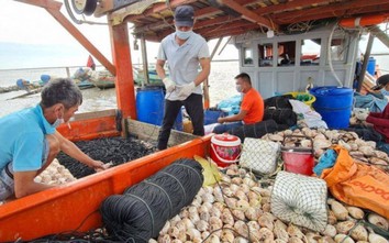 Chủ tịch tỉnh Cà Mau chỉ đạo làm rõ vụ mất trộm ốc bẫy mực ở vùng biển Tây