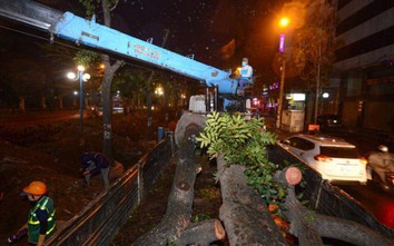Xuyên đêm chặt hạ cây xanh, xén dải phân cách đường Hoàng Quốc Việt