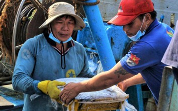 Cận Tết, ngư dân miền Trung phấn khởi thu "lộc" biển