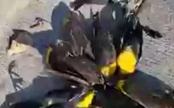 Kỳ lạ cảnh hàng trăm con chim lao từ trên trời xuống đất, chết la liệt