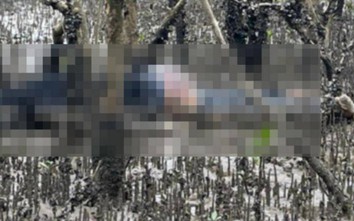 Truy tìm tung tích nam giới tử vong trong bãi sú vẹt ở Quảng Ninh