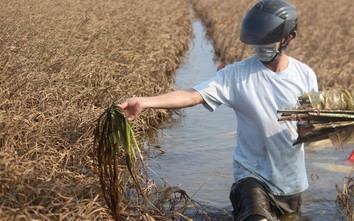Nông dân vựa lúa lớn nhất Quảng Trị ứa nước mắt sau đợt mưa lũ bất thường