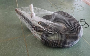 Cận cảnh rắn hổ mang chúa dài 4m chui vào trường học ở Hà Tĩnh