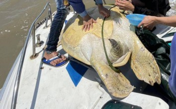 Thả cá thể vích "khủng" nặng 120kg về với biển Cà Mau