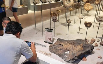 Cận cảnh khối đá niên đại gần 3 tỷ năm và hàng trăm mẫu vật hóa thạch
