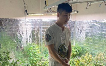 Quảng Ninh: Bắt khẩn cấp đối tượng trồng, chế biến cần sa tại nhà