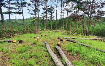 Bắt nhóm đối tượng chủ mưu phá rừng thông quy mô lớn nhất TP. Đà Lạt