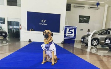 Đại lý Hyundai tuyển dụng chó hoang làm nhân viên chính thức