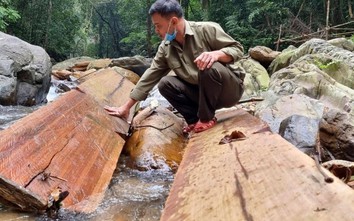 Rừng bị phá nặng nề, xem xét kỷ luật Giám đốc BQL Khu bảo tồn ở Quảng Trị