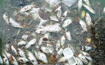 Cận cảnh cá chết nổi lềnh bềnh cùng rác, nước váng bẩn ở hồ Tây