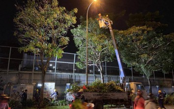 TP.HCM thí điểm cắt tỉa cây xanh vào buổi tối để giảm ùn tắc giao thông