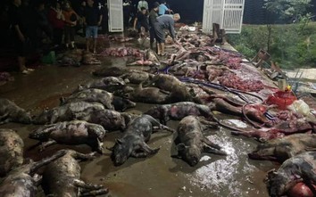 Cháy trang trại trong đêm, hơn 1.000 con lợn chết, thiệt hại hàng chục tỉ
