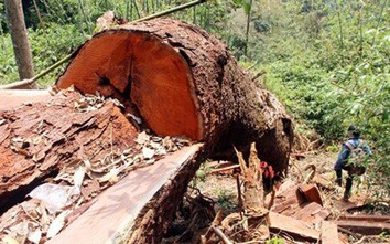 Khởi tố cán bộ kiểm lâm nhận hối lộ để dân phá rừng lim xanh ở Hòa Bình