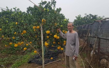 Hà Nội: Người dân quận Bắc Từ Liêm kiếm tiền tỷ nhờ trồng bưởi Diễn