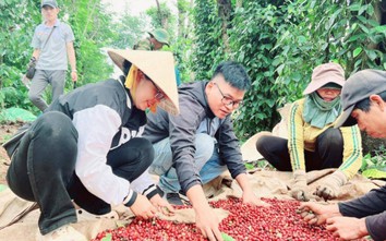 Chàng trai Ê Đê bỏ phố về quê… làm giàu bằng hạt cà phê