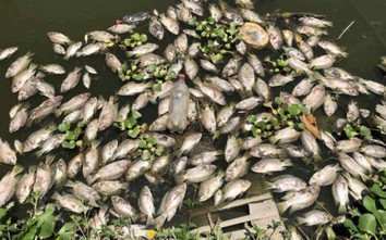 Thanh Hóa: Nước suối đen ngòm, cá tự nhiên chết bất thường