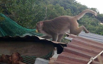 Hàng trăm con khỉ tràn xuống khu dân cư trộm đồ ăn khiến nhiều người bất an