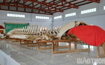 Cận cảnh bộ xương cá Ông nặng khoảng 15 tấn lưu giữ tại Bạc Liêu