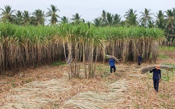 Nông dân ĐBSCL thở phào sau nhiều năm thua lỗ vì trồng mía