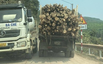 Phát hoảng với xe chở gỗ vượt thành thùng nghênh ngang ở Ba Chẽ