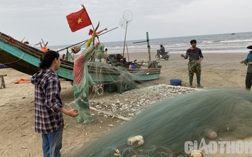 Thanh Hoá: Được mùa cá trích, ngư dân kiếm tiền triệu mỗi ngày