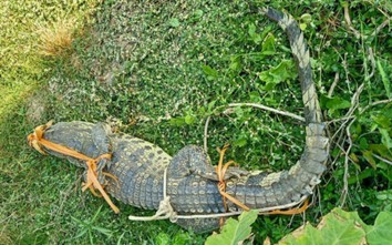 Bạc Liêu: Cảnh báo cá sấu lang bạt dưới ao, đìa, lọt vào khu vực nhà dân