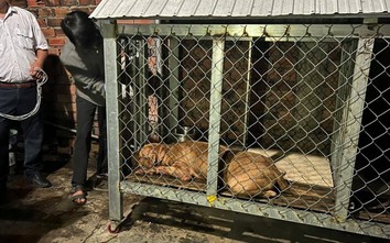 Chó Pitbull cắn tử vong cụ bà 82 tuổi ở Bình Dương