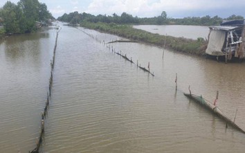 Cà Mau: Người dân lấn chiếm lòng sông nuôi sò, gây cản trở giao thông thủy