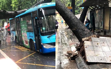 Sơ tán hành khách khi cây cổ thụ đổ đè trúng xe buýt ở Hà Nội