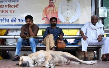 Thủ đô Ấn Độ sẽ bắt và tạm giữ chó hoang trước thềm thượng đỉnh G20