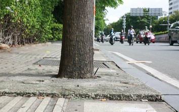 TP.HCM nói gì về việc trám bê tông quanh gốc cây gần Tân Sơn Nhất?