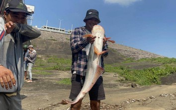 Hồ Trị An ngưng xả tràn, hàng trăm người đổ xô săn cá khủng