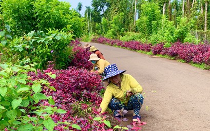 Rực rỡ những tuyến đường hoa ở vùng thôn quê Bà Rịa - Vũng Tàu