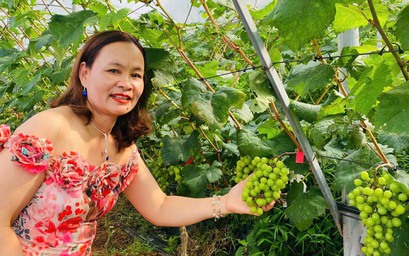 Độc đáo vườn nho giữa hồ Thác Bà thu hút du khách