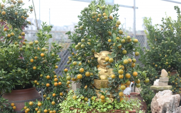 Quất bonsai heo vàng giá tiền triệu “lên ngôi” dịp w88 vin appt Kỷ Hợi 2019