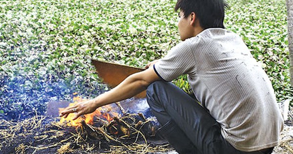 Chuột đồng nướng