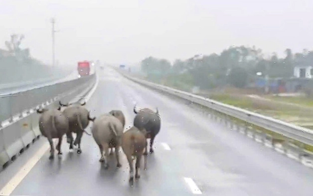 Trâu bò xâm nhập cao tốc Bắc - Nam qua Hà Tĩnh: Giải pháp nào ngăn chặn triệt để?