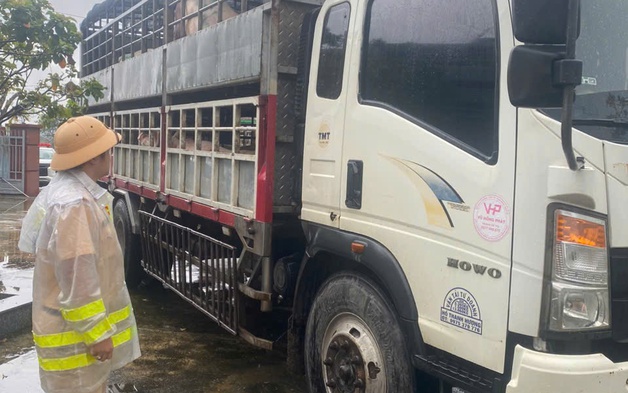 Cảnh sát giao thông Gia Lai kịp thời phát hiện hai xe chở lợn nghi nhiễm dịch đi tiêu thụ