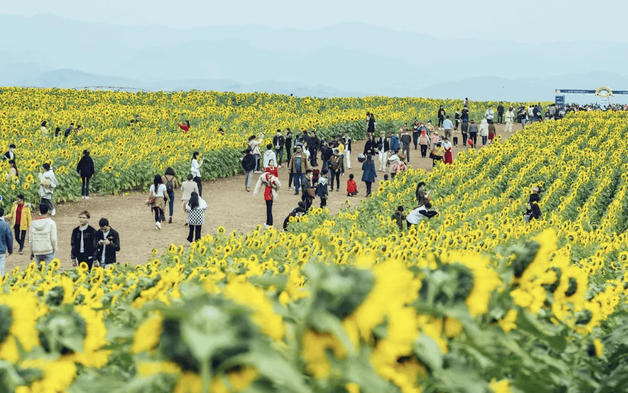 Cánh đồng hoa hướng dương đẹp nhất Nghệ An dự kiến đón khách trong 7 ngày tới