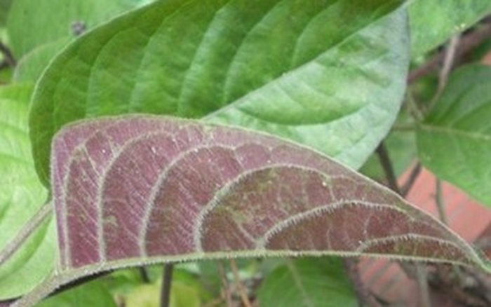 Công dụng chữa bệnh không ngờ của lá mơ tam thể