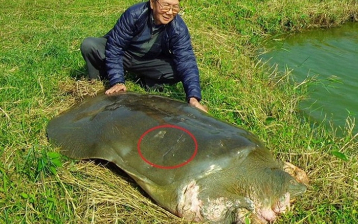 Rùa biển quý hiếm bị cứa làm đôi, nằm chết trên bãi biển Singapore