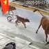 Đà Nẵng: Cháu bé bị bò thả rông húc ngã ra đường