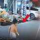 Bé trai bất ngờ chạy ra đường, suýt bị ô tô đâm