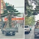 Chở cây cảnh quá khổ và người trên thùng xe, tài xế ô tô tải bị phạt 39 triệu đồng
